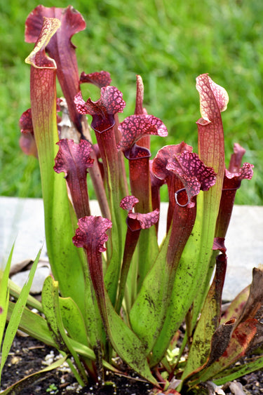 10 MIXED PITCHER PLANT Sarracenia Carnivorous Red Purple Yellow White Flower Seeds